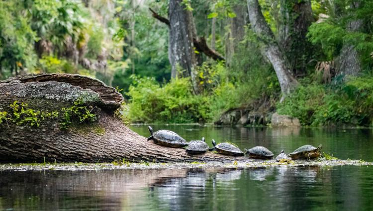 silver Springs state park